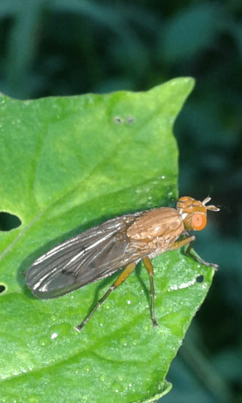 Opomyza sp. (Opomyzidae)?   No, Sciomyzidae:  Tetanocera cfr. ferruginea